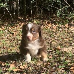 Australian Shepherd and Miniature Australian Shepherd Puppies from SkyBrynn Aussies