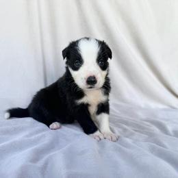 Black Male II - Black and white male Border Collie puppy in Okeechobee, Florida from Cowtown Corgis & Border Collies