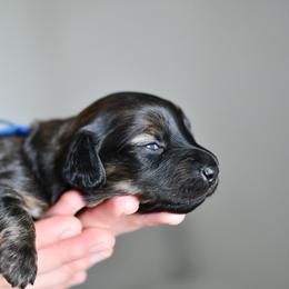 Dachshund puppies from Paradox Dachshunds