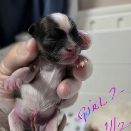 Hope - Liver and white female Shih Tzu puppy in Filer, Idaho from Shih Tzu Kennels