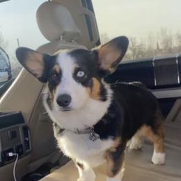 American Corgi Puppies from Blue Diamond Welsh corgis
