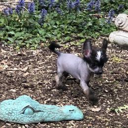 Chihuahua and Chinese Crested Puppies from Western Kentucky Chihuahua’s and Chinese Crested’s