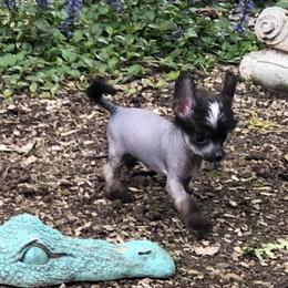 Chihuahua and Chinese Crested Puppies from Western Kentucky Chihuahua’s and Chinese Crested’s