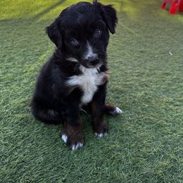Aussiedoodle Puppies from Penny’s Pals