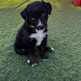 Aussiedoodle Puppies from Penny’s Pals