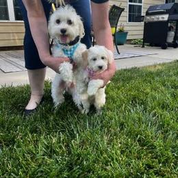 Coton de Tulear and Poodle Puppies from Legacy Pets