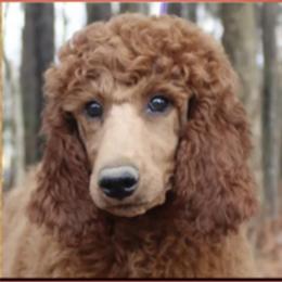 Gucci - Poodle