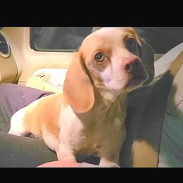 Sunny - Beagle