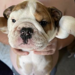 Bulldog Puppies from Tiffany Thelen's Bulldogs