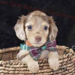 Orange choc-tan dapple - Dapple male Dachshund puppy in Seminary, Mississippi from Down South Mavericks Dachshunds