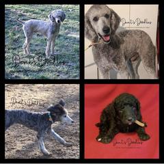 Goldendoodle, Labradoodle, Poodle, and Saint Berdoodle Puppies from Dent’s Doodles