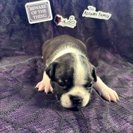 PUGSLEY - Black and white male Boston Terrier puppy in Anderson, South Carolina from Lola’s House of Bostons & Rescue