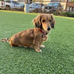 Pres - Dachshund