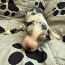 Willie - Blue merle male Australian Shepherd puppy in Ellensburg, Washington from Creekside Aussies
