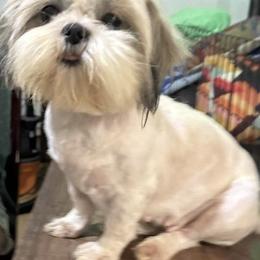 Barbie - Shih Tzu