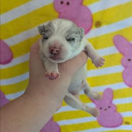Maria - Merle female Chihuahua puppy in Amity, Pennsylvania from Baxters Chihuahuas
