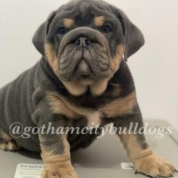 Bulldogs and French Bulldogs from Gotham City Bulldogs
