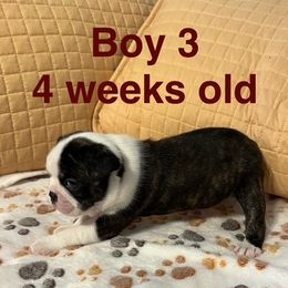 Boy 3 - Black brindle and white male Boston Terrier puppy in Lebanon, Tennessee from Binkard's Boston Terriers
