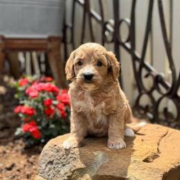 Promise - Apricot female Goldendoodle puppy in Wharton, Texas from Little Fur Friends