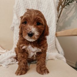 Black collar - Red  male Goldendoodle puppy in Newcastle, Oklahoma from Ritzy Creek Doodles
