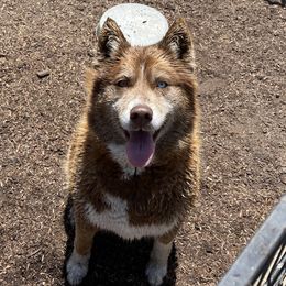 Chanel - Siberian Husky
