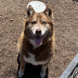 Chanel - Siberian Husky