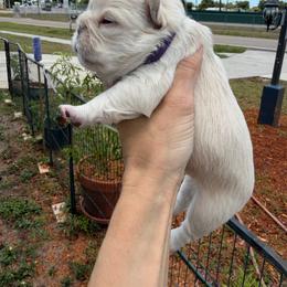 Purple collar - Cream female French Bulldog puppy in Port Charlotte, Florida from Cloud Nine Ranch Bullies