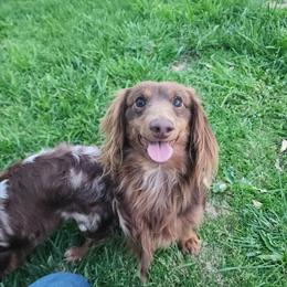 Willy - Chocolate and tan male Dachshund puppy in Indianapolis, Indiana from Homegrown Hoosier Kennels