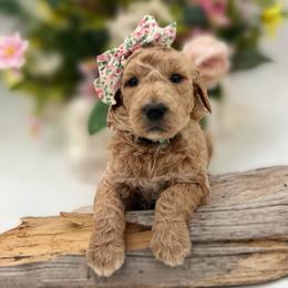 Sadie - Apricot female Goldendoodle puppy in Willacoochee, Georgia from Kitandkboodle's Doodles