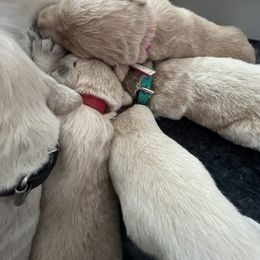 Golden Retriever Puppies from ATW Retrievers