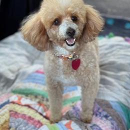 Bernedoodle, Cavapoo, and Poodle All Grown Up from Kelly Brooks