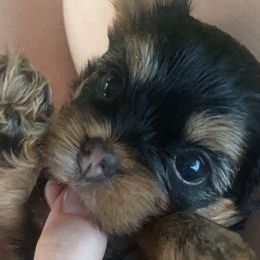 Yorkshire Terriers from Danielle's Yorkies