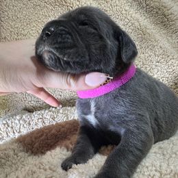 Hot pink collar - Gray female Cane Corso puppy in Fairfield, California from Royal Class Kennels