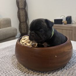 French Bulldog Puppies from Desert Madness Frenchies