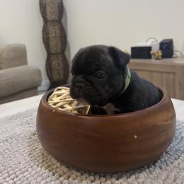 French Bulldog Puppies from Desert Madness Frenchies