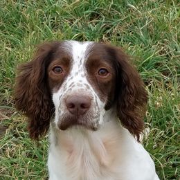 Ana - English Springer Spaniel