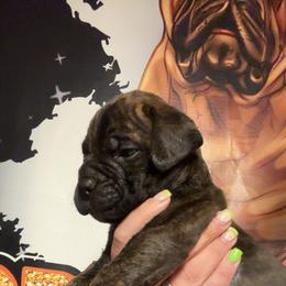Purple - Red brindle female Bullmastiff puppy in South Attleboro, Massachusetts from Bessettes Bullies