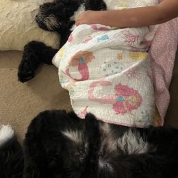 Aussiedoodle and Bernedoodle All Grown Up from Hickory Hideaway Doodles
