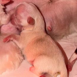 Jr - White male Shih Tzu puppy in Apple Valley, California from Garcia_shihtzu