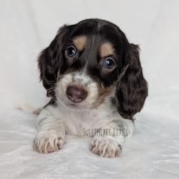 Boy 4 - Piebald male Dachshund puppy in San Diego, California from Sweetheart Doxies LLC