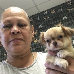 Chihuahua Puppies from Chilove Chihuahuas