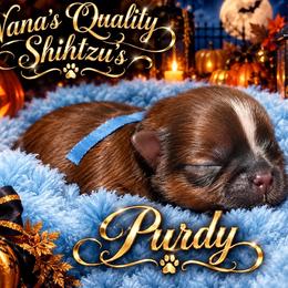 Purdy - Red and white male Shih Tzu puppy in Sacramento, California from NANA’S  QUALITY SHIH TZU'S