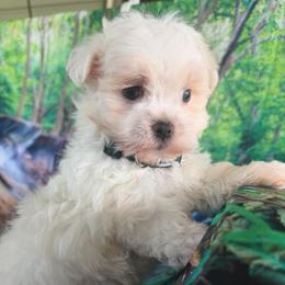 Fluffy - White male Maltipoo puppy in Chariton, Iowa from Mia Lucky Home