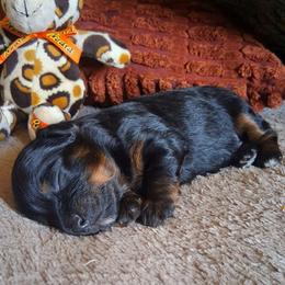 Raphael - Black and tan male Companion Cross puppy in Macon, Georgia from Shipoo Lane