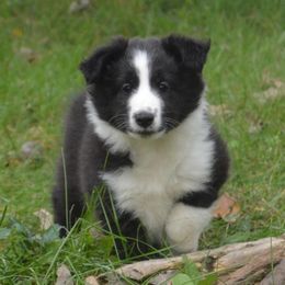 Shetland Sheepdog Puppies from Sunny Shelties