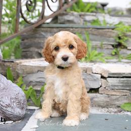 Misty - Red female Cockapoo puppy in Canastota, New York from Silver City Cockapoos