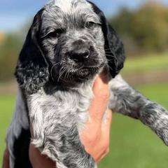 Pointer Puppies from Ross Callaway