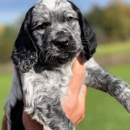 Pointer Puppies from Ross Callaway