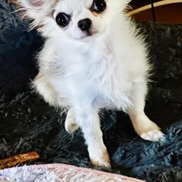 Mandy - Cream and white female Chihuahua puppy in Corpus Christi, Texas from Doubletake Chihuahuas