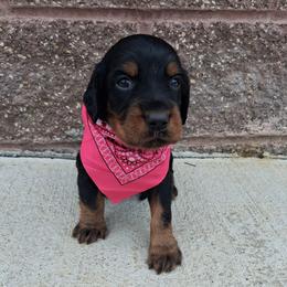 Girl 1 - Black and tan female Gordon Setter puppy in Potosi, Wisconsin from Point and Flush Gun Dogs